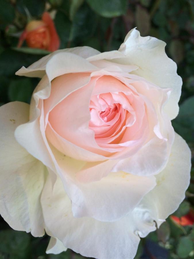 Chambre Chez L'Habitant "Les Roses De Sene" Exterior foto
